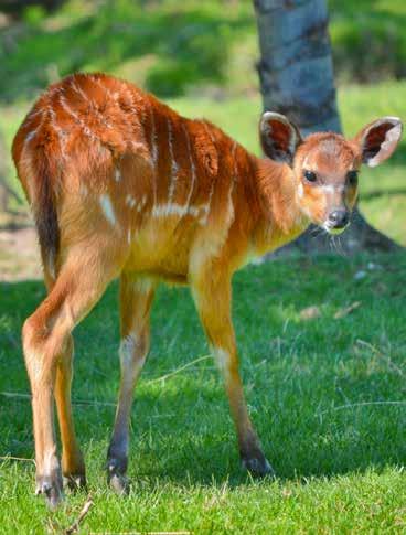 VISITE GUIDATE MATERNE 1 SCOPRIAMO GLI ANIMALI Durata: 1 ora Com è alta la giraffa! Com è grasso l ippopotamo! Che naso lungo ha l elefante! Che bei colori hanno i pavoni!