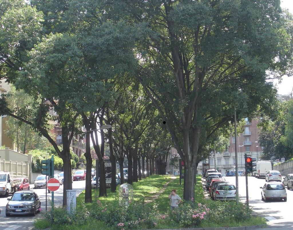 1 La comunicazione nella cura degli alberi pubblici urbani.
