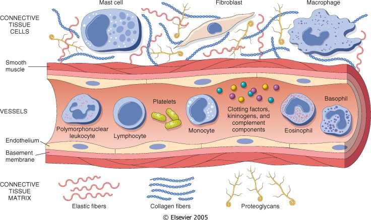 microbi, tossine) e dalle conseguenze di tale lesione (es. cellule e tessuti necrotici). Tuttavia infiammazione e riparazione possono essere potenzialmente dannose. Cenni storici Protagonisti 3000 a.