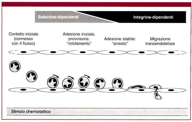 Aderiscono all endotelio e migrano attraverso la parete del vaso Stasi: perdita flusso laminare EVENTI CELLULARI: