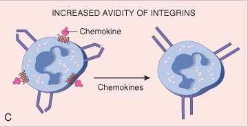 TNF, IL-1 L avidità di queste molecole di adesione CHEMOCHINE Chemiotassi Movimento dei leucociti nei tessuti verso