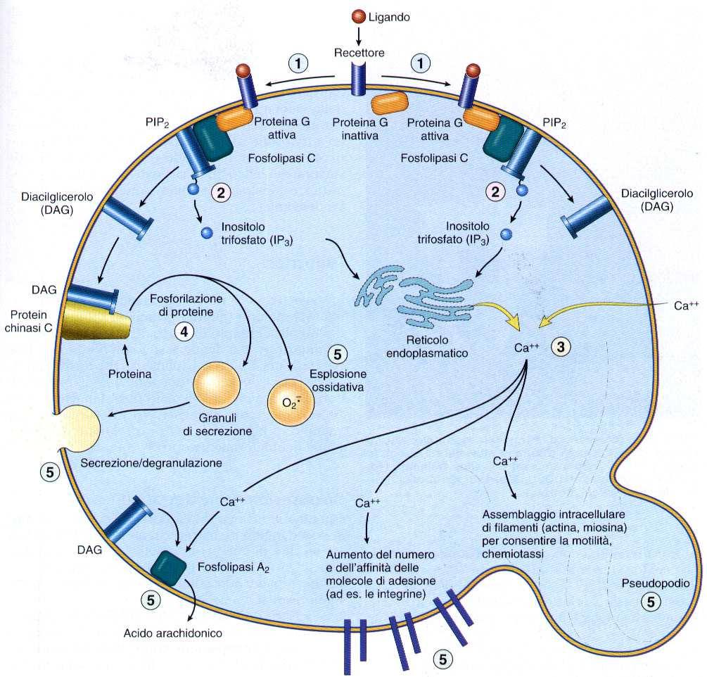 Gli agenti chemiotattici si legano a recettori transmembrana accoppiati alla proteina G.