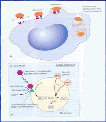 Attivazione leucocitaria Risposte indotte nei leucociti da microbi, prodotti di cellule necrotiche, complessi antigene-anticorpo e citochine Produzione di metaboliti dell acido arachidonico