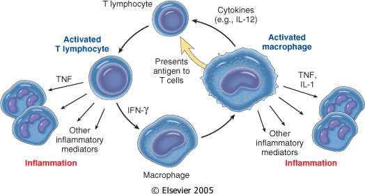 Altre cellule cronica Linfociti: agiscono in stretta relazione con i macrofagi. I linfociti T attivati producono citochine tra cui IFN-γ, uno dei principali attivatori dei macrofagi.