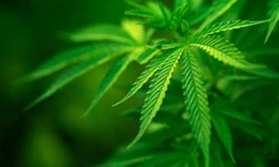 CHIMICA DELLA CANNABIS La cannabis è una pianta molto conosciuta, che contiene al suo interno moltissime sostanze, in particolare i cannabinoidi, ad oggi ne sono stati isolati oltre 100, unitamente