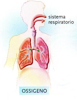 Sistema Digerente Il sistema digerente è strettamente collegato al sistema circolatorio che trasporta