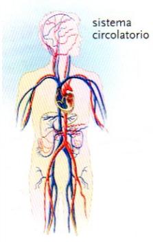 nuove sostanze, oppure bruciate per produrre energia Quindi, entra in gioco il sistema respiratorio,