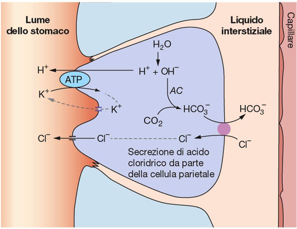 Secrezione acida - Cellule parietali delle ghiandole gastriche