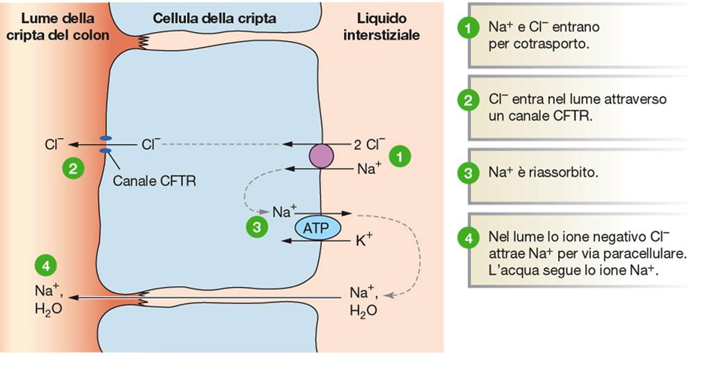 Secrezione di NaCl - Cellule delle cripte dell intestino tenue e crasso secernono una soluzione isotonica