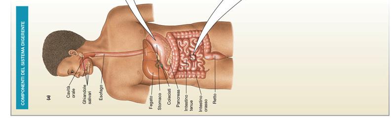 Cavità orale Bocca, faringe.