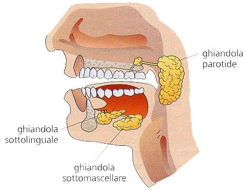 sparse nel cavo orale La saliva contiene
