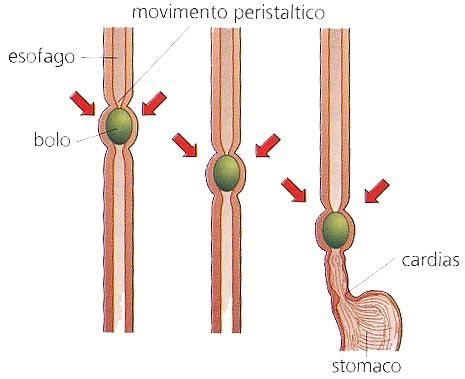 Le pareti dell esofago sono costituite