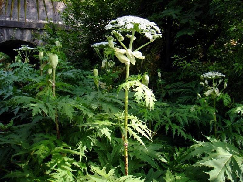 5. PANACE DI MANTEGAZZI (Heracleum mantegazzianum) I nuovi focolai di Heracleum mantegazzianum sono stati 11, si è così passati da 88 casi riscontrati fino al 2009 ad un