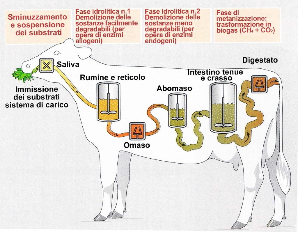 La digestione anaerobica