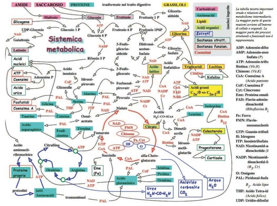 Pasquale Ferorelli Compendio di Biochimica dei tumori Per una propedeutica