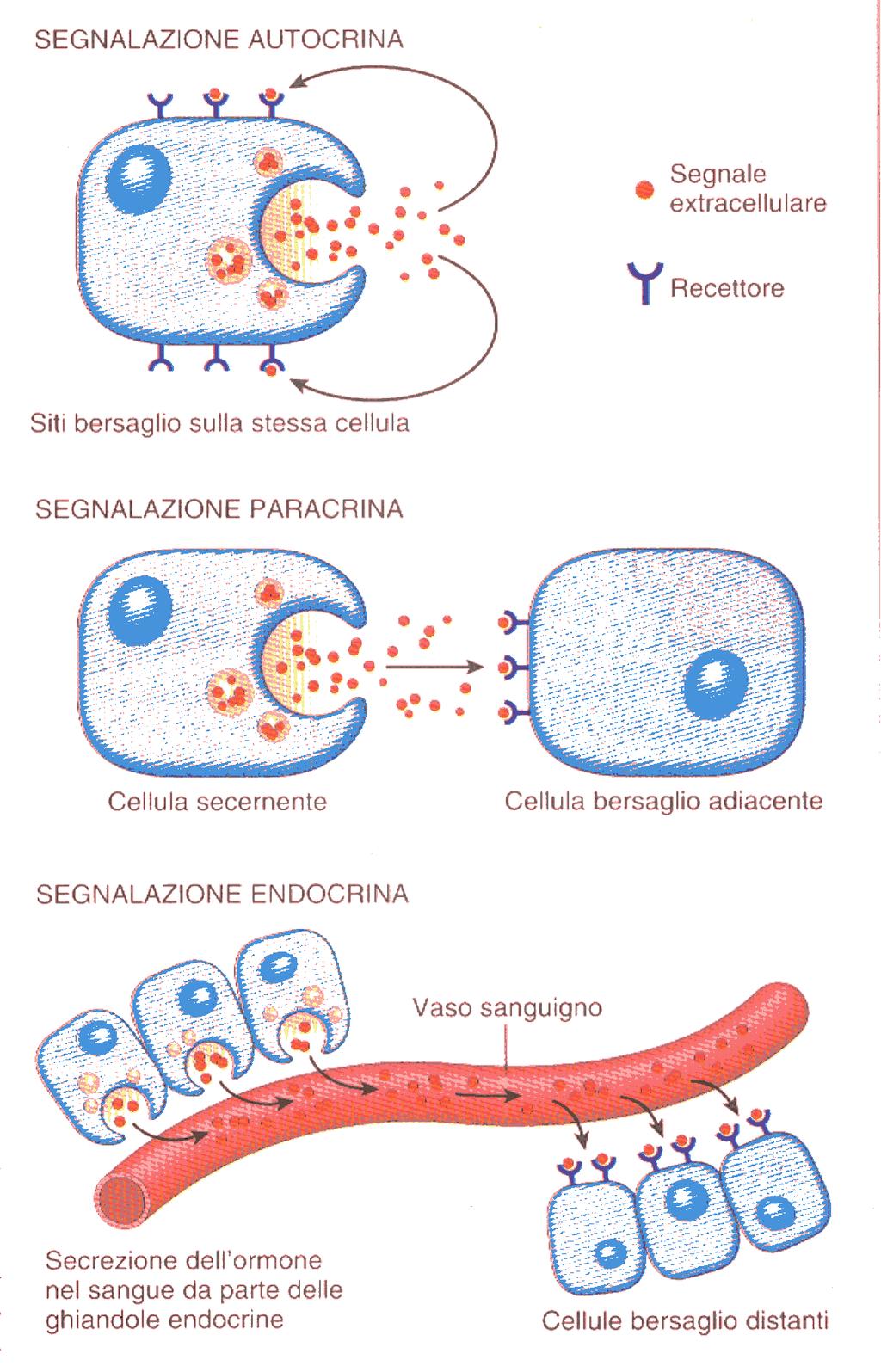 Le neoplasie La definizione più rappresentativa delle neoplasie fu data dall oncologo britannico Willis che recita così: una neoplasia è una massa anomala di tessuto la cui crescita eccessiva è