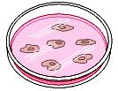 Sospensione cellulare Mezzo liquido Le cellule sono piastrate in una piastra di coltura in un mezzo