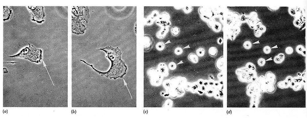 Morfologia di cellule embrionali di criceto normali (linea cellulare 9), paragonata a quella di cellule trasformate (linea cellulare 14b).