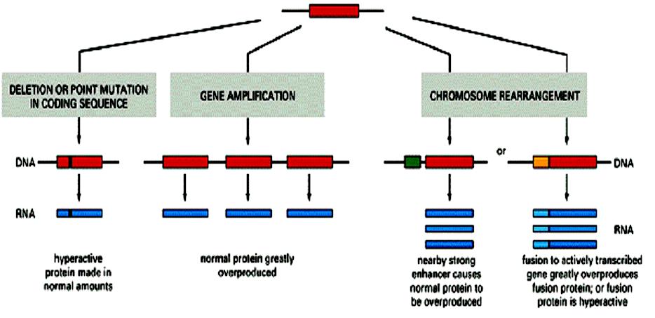 Oncogeni nel cancro umano Attivazione di un protooncogene Un meccanismo distinto per cui gli oncogeni sono attivati nei tumori umani è l amplificazione genica, che porta all elevata espressione del