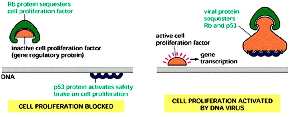 che regola geni) La proteina virale antigene T grande sequestra Rb e p53 Fattore di proliferazione