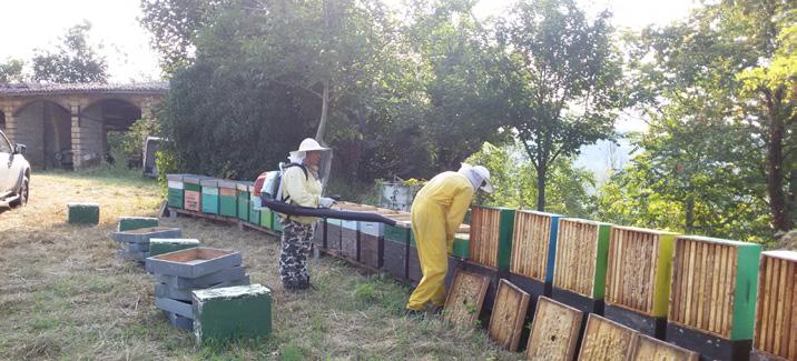 Siamo partiti da alcune arnie e poi, anno dopo anno, abbiamo creato molte nuove famiglie per poter aumentare la nostra produzione di miele.