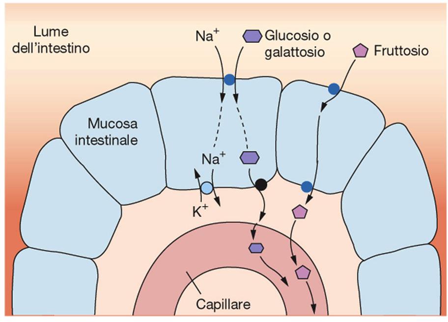 u0lizzano glutammina e non glucosio