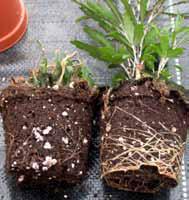 A sinistra aralia con marciumi radicali fungini. A destra pianta sana delle piante viene impostata ragionando sulla coltura e non sulla malattia.