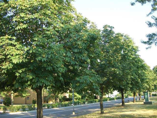 Ippocastani: Le zone in cui sono stati effettuati trattamenti sui ippocastani sono stati il parco di via Turr, l area vede di via Baracca, via Togliatti (area verde, lato ovest) e la patologia