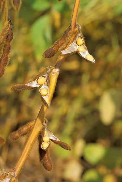SOIA Glycine max (Fam. Fabaceae) HABITAT. Originaria dei paesi asiatici ma coltivata anche negli Stati Uniti, in Brasile, in Argentina e in Italia.