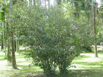 Tè Camellia sinensis L. O. Kuntze (Fam. Theaceae) Descrizione.