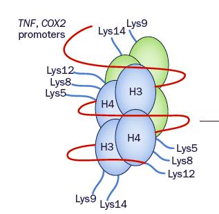 modificazioni post-trascrizionali degli istoni H3 e H4 in monociti umani nei promotori dei geni TNF e COX2 Soggetti di