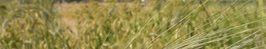 progetto: PASTA ALIMENTARE DA AGRICOLTURA BIOLOGICA KAMUT è un marchio