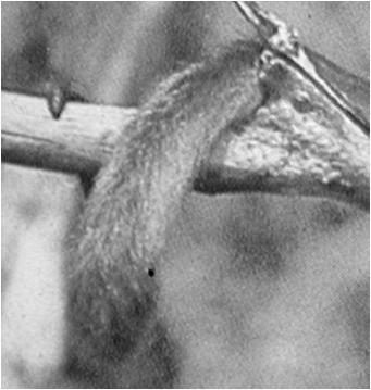 Scimmia ragno, Ateles Estremità glabra della coda, con dermatoglifi per aumentare l attrito Locomozione su rami ed altri supporti sottili: Dimensioni dell animale