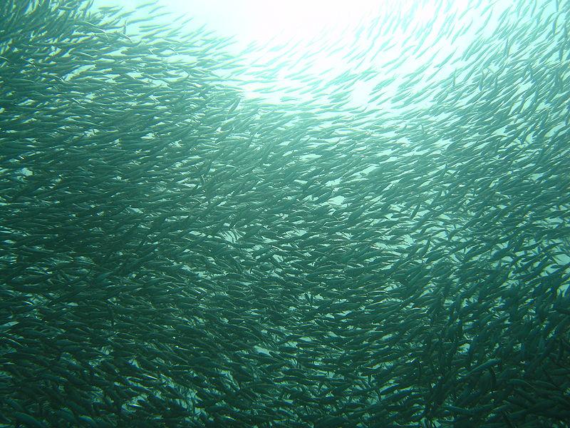 Sardina Sardina pilchardus