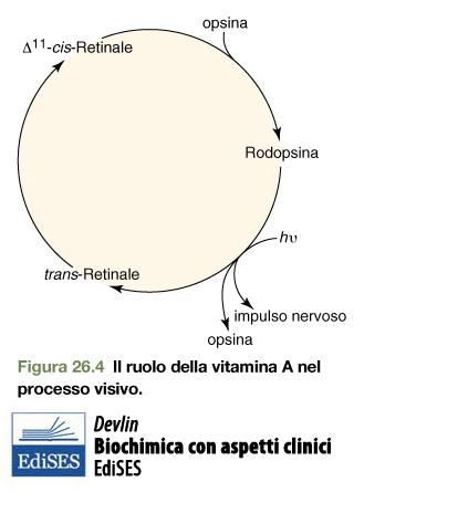 Dei bastoncelli Nella forma di D 11-cis-retinale, la vitamina A si lega reversibilmente alle proteine della visione (opsine).