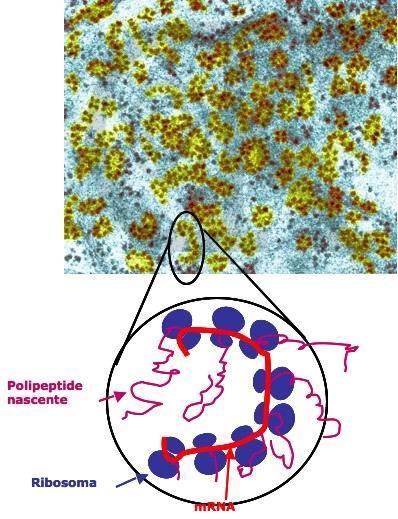 Caratteristiche strutturali e funzionali del Ribosoma Microscopio elettronico i ribosomi appiano associati in catene di 5-20 elementi, denominati POLISOMI o POLIRIBOSOMI, dove