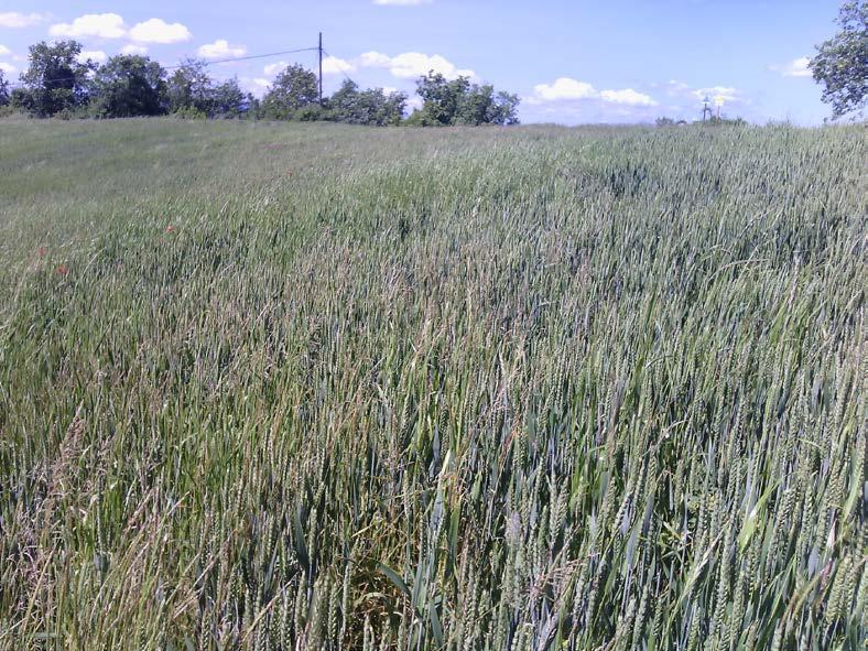 (tabella 1), a testimoniare del probabile Foto 5 I marchi dei progetti superamento del cosiddetto periodo di transizione dovuto al passaggio all Agricoltura conservativa.