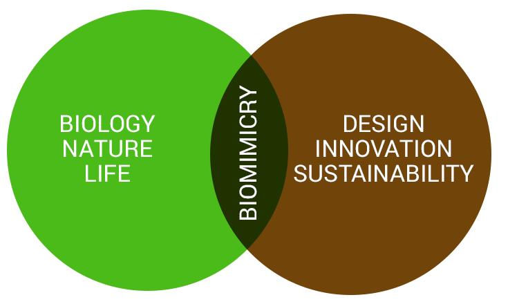 Biomimicry/Biomimetica (Bios=vita; mimesis=