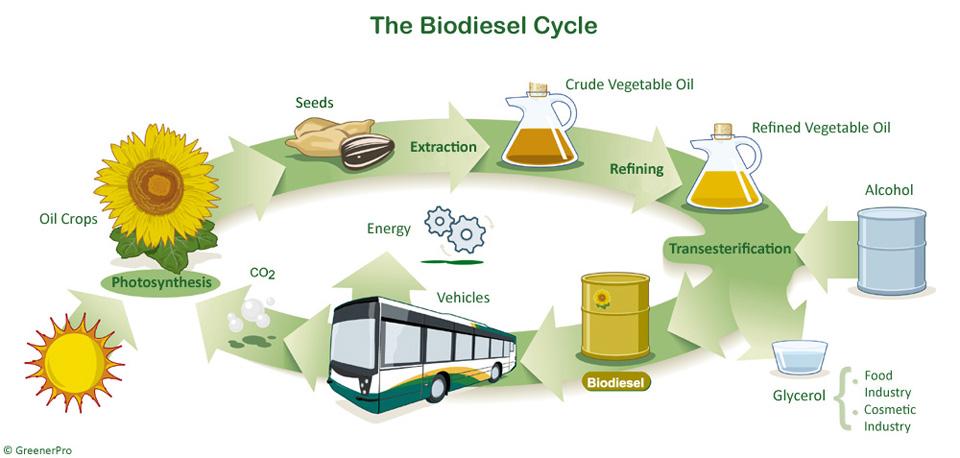 Il Biodiesel viene già prodotto da colture dedicate che, però, oltre a sottrarre terreno per le colture edibili, ha costi di produzione