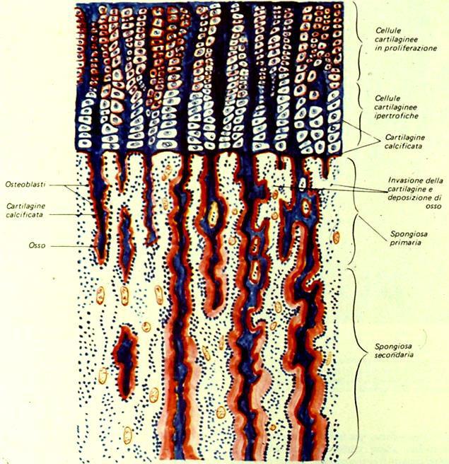 cartilaginea calcificata Osteoblasti Deposizione di tessuto