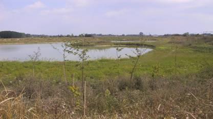 Ecosistemi tampone lungo lo Zero Zona umida in alveo Lago Pojan In order to demonstrate nutrient retention benefits a series of habitat