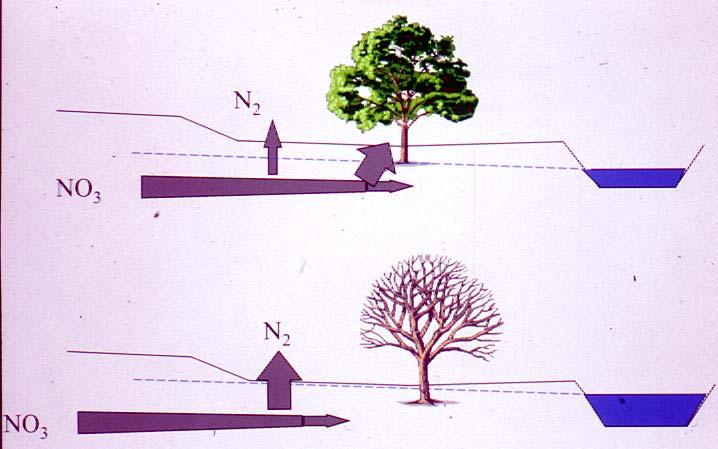 Dry season SEASONS Stagioni Wet season In condizioni di irrigazione artificiale la stagione estiva registra notevoli quantità di abbattimento dell azoto mediante la denitrificazione Assimilazione e