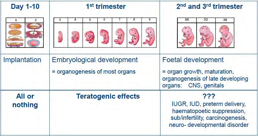 Tumori e gravidanza: chemioterapia 12-14 w 10-30% Rischio malformativo