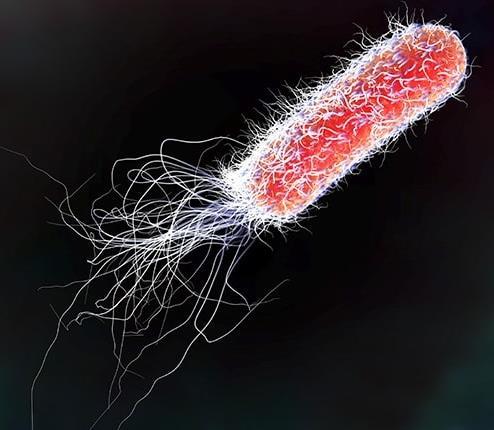 Espressione nei batteri Escherichia coli è il sistema di scelta per tutte le proteine di medie dimensioni (100-250 aminoacidi) prive