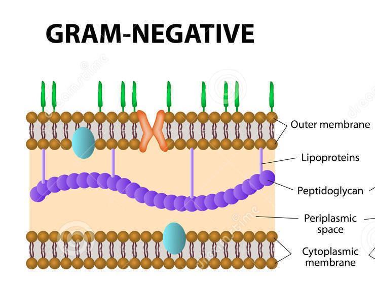 Esporto nei batteri Gram- Le proteine