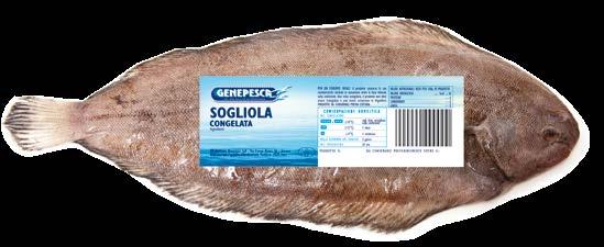 SOGLIOLA COD. 480324 EAN 2414112.