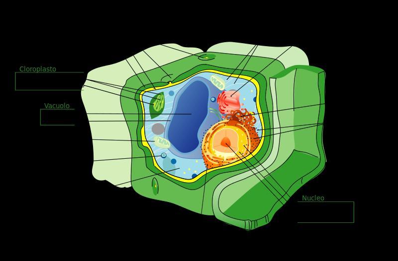 La cellula vegetale La cellula vegetale rispetto a quella animale può essere fino a