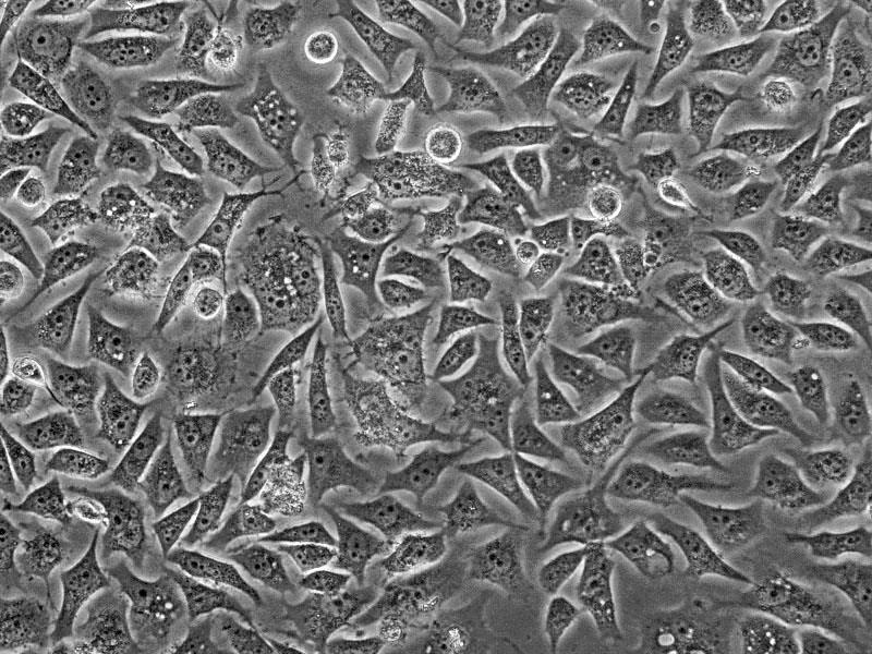 La classificazione dei viventi Gli eucarioti si possono dividere in quattro regni: Animali: pluricellulari eterotrofi Piante: pluricellulari