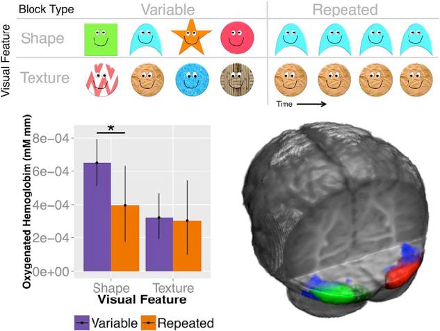 5. fmri adaptation The Lateral Occipital Cortex Is Selective for Object Shape, Not
