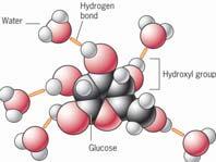 interagiscono con molecole di acqua stabilendo legami di idrogeno con esse.
